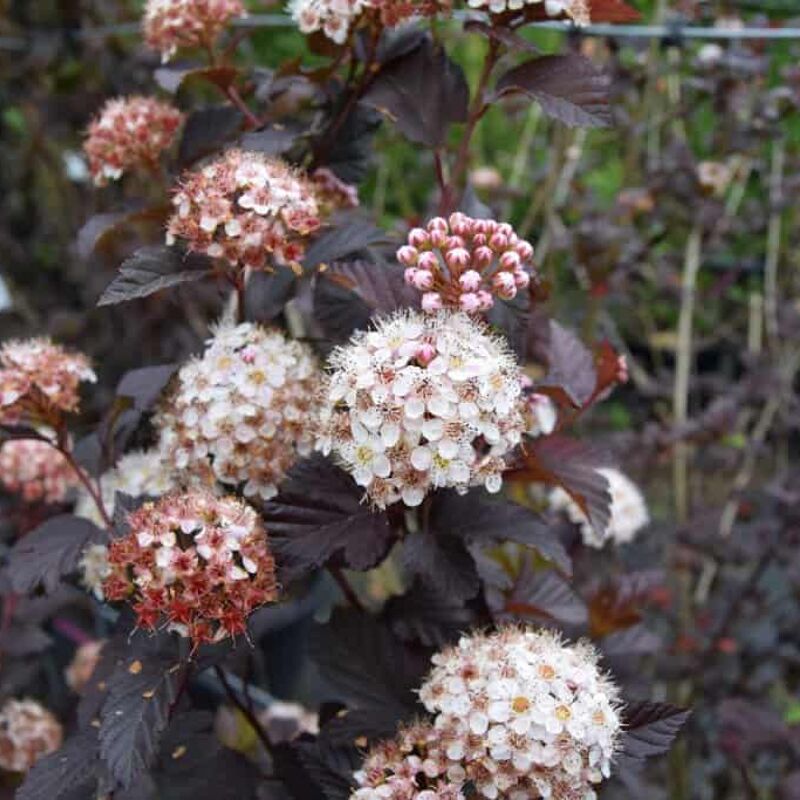 Physocarpus opulifolius 'Diabolo'PBR 40-60 cm